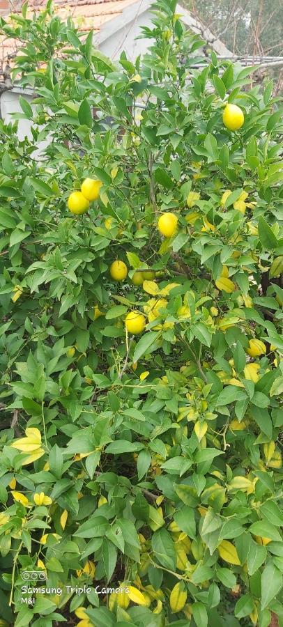 Vecchia Oliva,Kuljica Villa Kukljica Ngoại thất bức ảnh