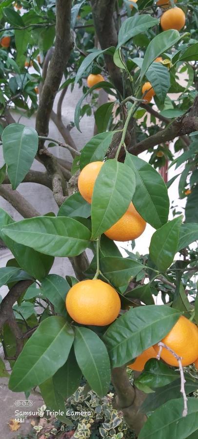 Vecchia Oliva,Kuljica Villa Kukljica Ngoại thất bức ảnh