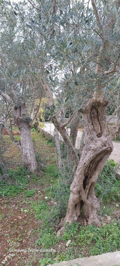 Vecchia Oliva,Kuljica Villa Kukljica Ngoại thất bức ảnh