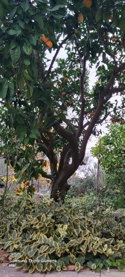 Vecchia Oliva,Kuljica Villa Kukljica Ngoại thất bức ảnh